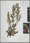Foto von Salix atrocinerea Brot. x Salix repens L.